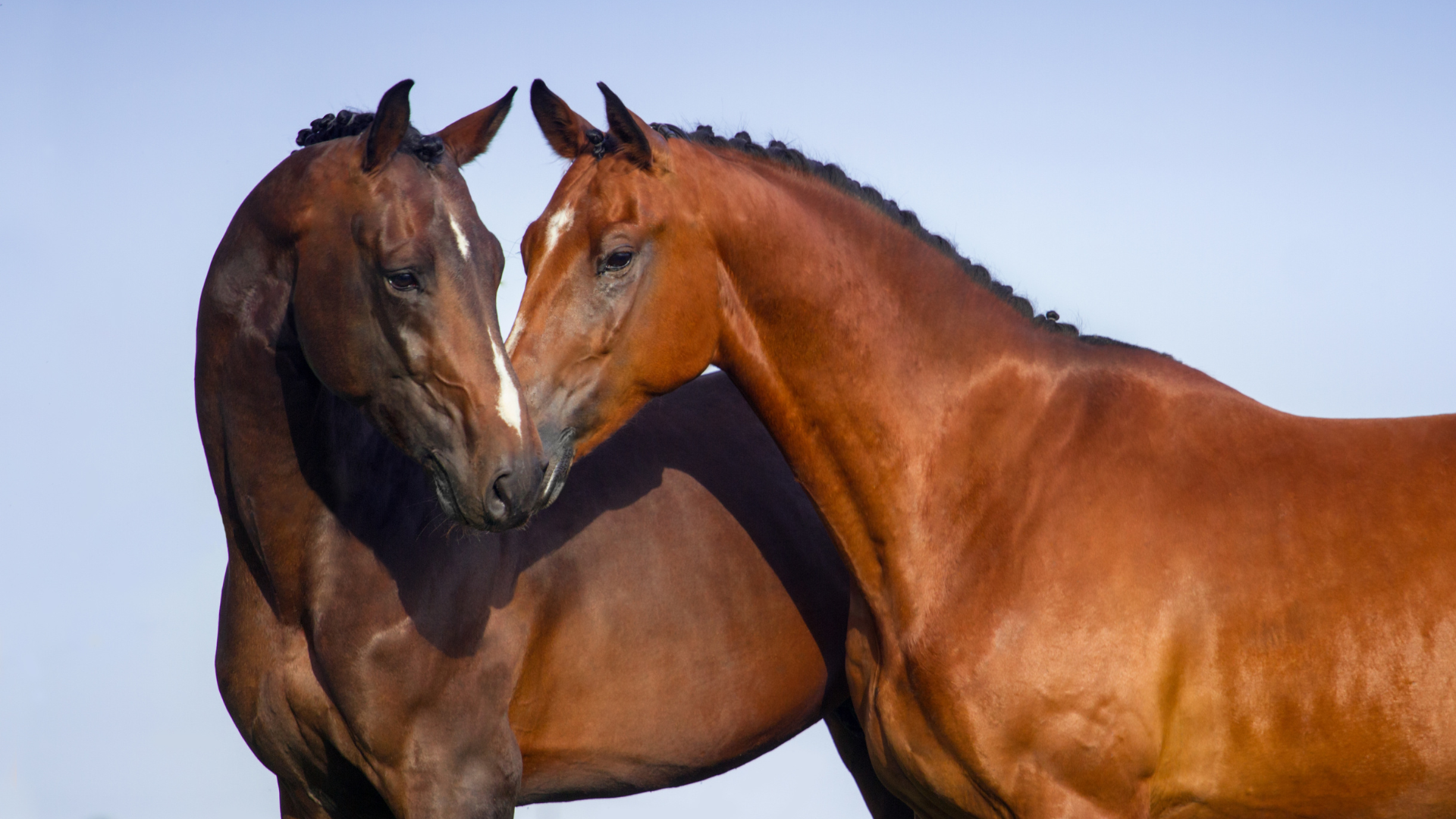 Horses at Bella Terra