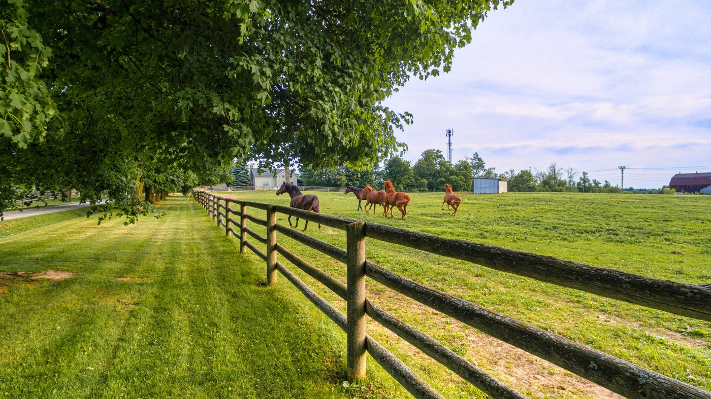 Horses in the open pastures at Bella Terra